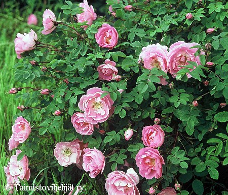 Rosa Pimpinellifolia-ryhm&auml; 'Poppius'